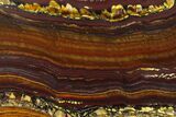 Polished Tiger Iron Stromatolite - Billion Years #129217-1